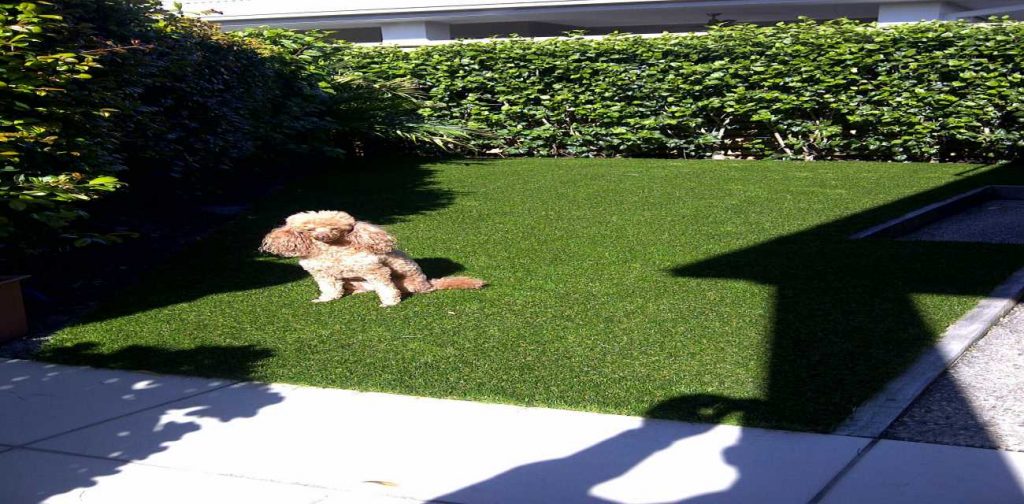 Pets and artificial grass