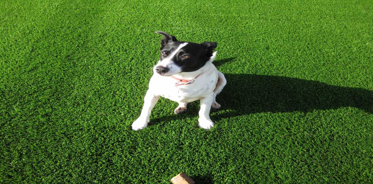 All of our customers and their dogs love their new Luxe Turf lawn.