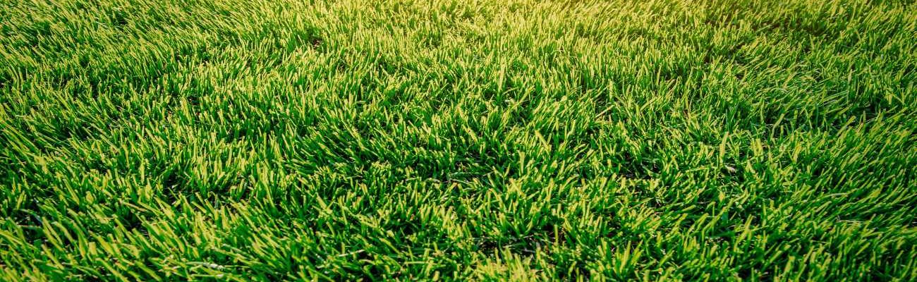 Coastal Turf is Great for those areas which grown lawn just doesn’t work and a natural looking and feeling lawn without the added maintenance is needed.